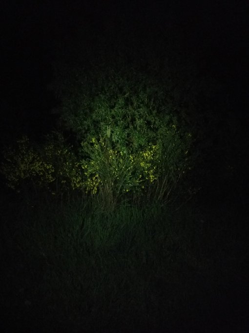 Lage stand licht